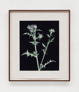 Thistle